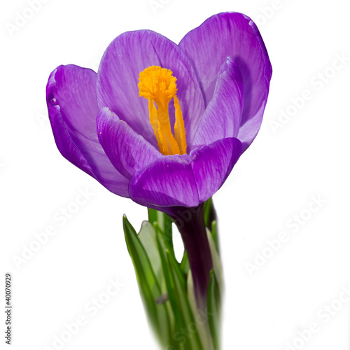 Foto: Crocus. Crocus.