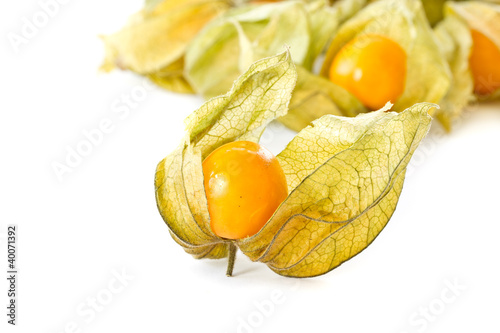 Photo: Physalis Physalis