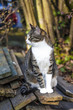 small kitten in the garden small kitten in the garden