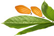 Cocoa Bean and Leaf