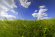 field
