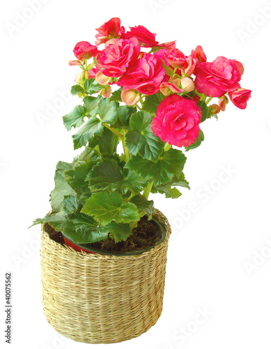 Photo: begonia begonia