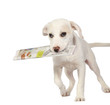Lab puppy delivering the newspaper