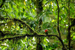 Photo: Red Tropical Bird Red Tropical Bird