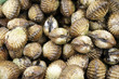Fresh Mussels ready to cook