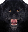 Black Leopard