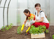 Two women planting tomato seedling