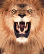 Lion King
