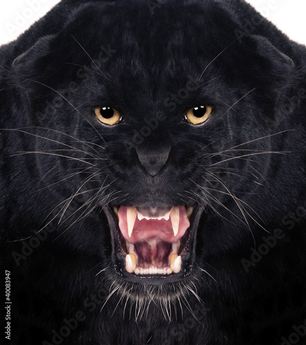 Photo: Black Leopard Black Leopard