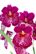 Pansy Orchid - Miltonia Lawless Falls