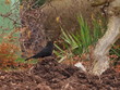 Gartenamsel