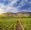 vineyard
