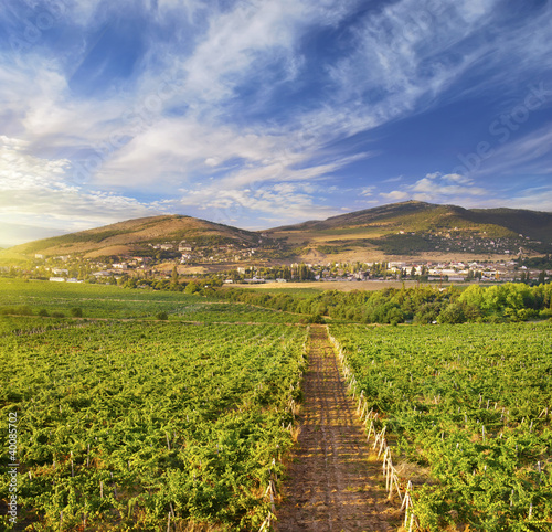 Foto: vineyard vineyard