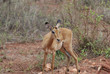Female impala antelope (Aepyceros melampus petersi)