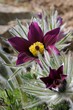 Küchenschellen (Pulsatilla) Blüten Küchenschellen (Pulsatilla) Blüten