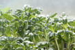 Watercress salad with a close-up under the rain drops