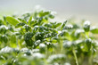 Photo: Watercress salad with a close-up under the rain drops Watercress salad with a close-up under the rain drops