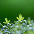 Green grass background