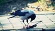 crow
