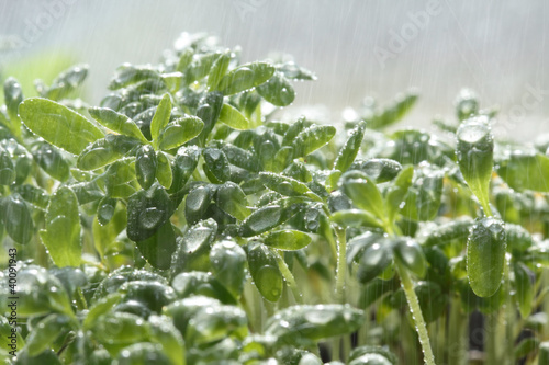 Photo: Watercress salad with a close-up under the rain drops Watercress salad with a close-up under the rain drops