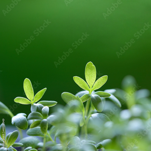 Photo: Green grass background Green grass background