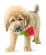 Funny puppy with red rose