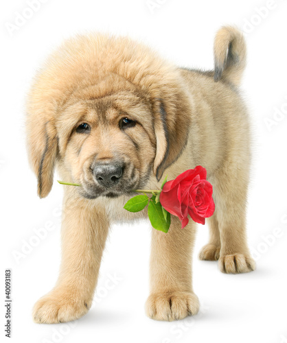 Photo: Funny puppy with red rose Funny puppy with red rose