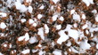 snow