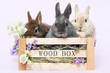 Drei Kaninchen in der Box