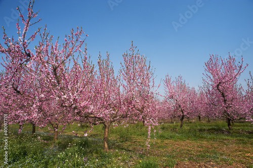 Photo: fiori di pesco fiori di pesco