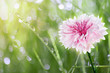 Green grass with drops Green grass with drops