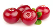 Ripe berries of a cranberry