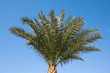 palm