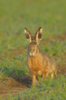 Brown hare sitting in field