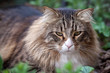 Portrait Of Norwegian Cat Sitting In The Grass