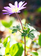 Einzelne Anemone