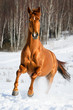 Red horse runs gallop in winter