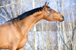 Bay Budenny horse portrait in winter time