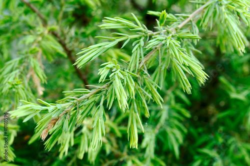 Photo: A branch of the juniper A branch of the juniper