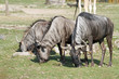 1203012 - Gnus