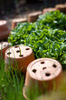 Pot et potager E