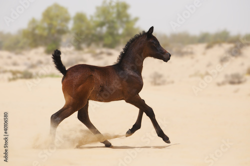 Photo: Dark brown arabian foal in desert Dark brown arabian foal in desert