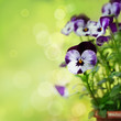 Blütenpracht im Frühling