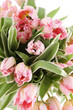 Pink tulips