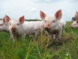 small pigs in grass