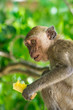 monkey
