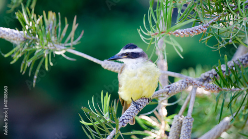 Photo: Great Kiskadee ( Pitangus sulphuratus) Great Kiskadee ( Pitangus sulphuratus)