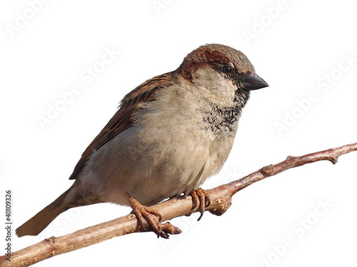 Photo: House Sparrow on branch, Passer domesticus, isolated on white House Sparrow on branch, Passer domesticus, isolated on white