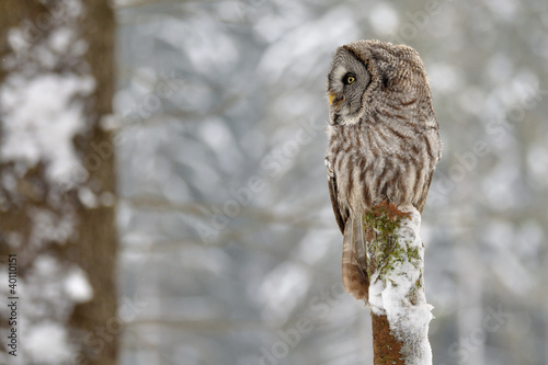 Photo: Great Grey Owl on tree trunk Great Grey Owl on tree trunk