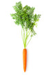 Root-crop of carrot with green tops Root-crop of carrot with green tops